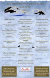 Alpine Mountain Days Events List